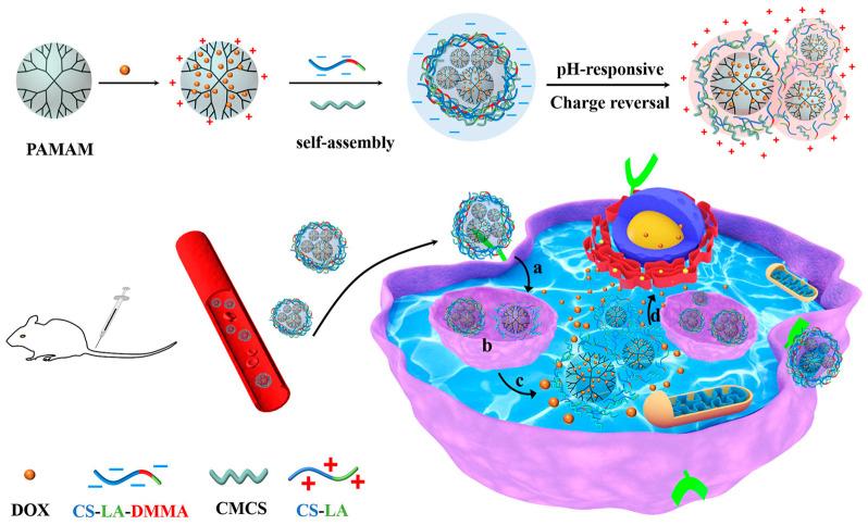 https://cdn.ncbi.nlm.nih.gov/pmc/blobs/4674/11207803/c5472b195fc4/pharmaceutics-16-00809-g011.jpg