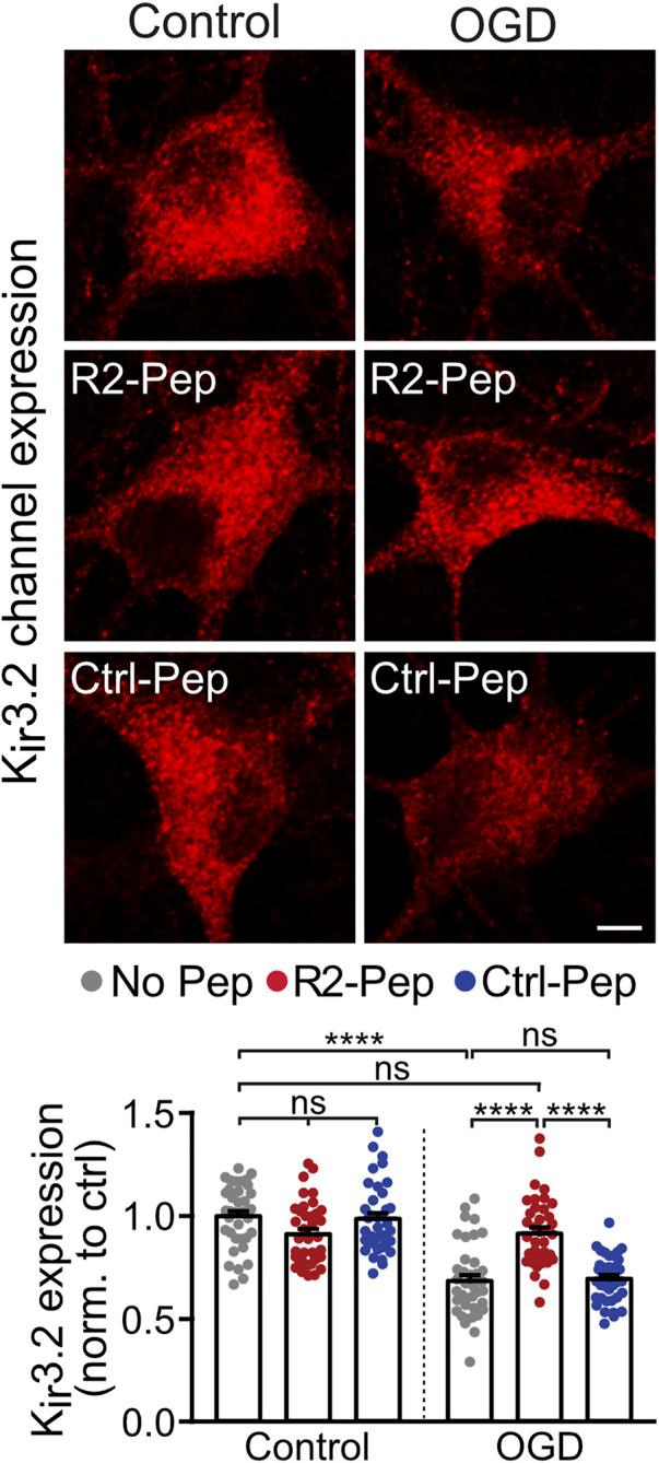https://cdn.ncbi.nlm.nih.gov/pmc/blobs/467a/9002115/b41c2931996d/fphar-13-870861-g005.jpg