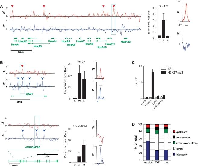 https://cdn.ncbi.nlm.nih.gov/pmc/blobs/467d/2995064/f050ca318523/gkq643f6.jpg