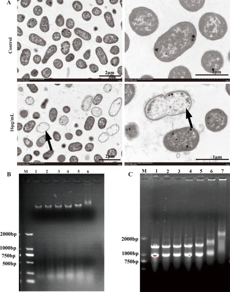 https://cdn.ncbi.nlm.nih.gov/pmc/blobs/467e/12210888/0e7ef5b2506a/spectrum.02738-24.f008.jpg