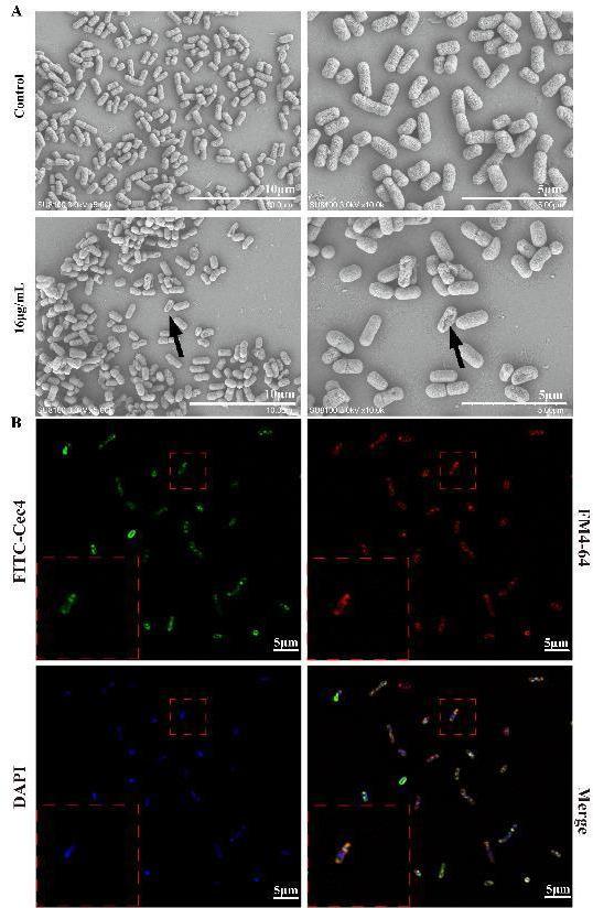 https://cdn.ncbi.nlm.nih.gov/pmc/blobs/467e/12210888/5bf397a8739f/spectrum.02738-24.f004.jpg