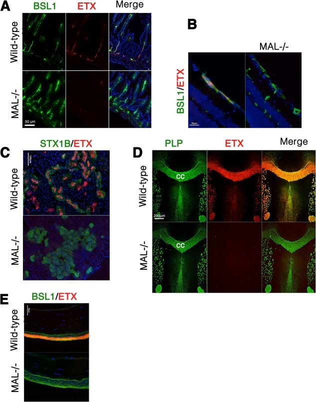 https://cdn.ncbi.nlm.nih.gov/pmc/blobs/467f/4439126/96516b875569/ppat.1004896.g009.jpg