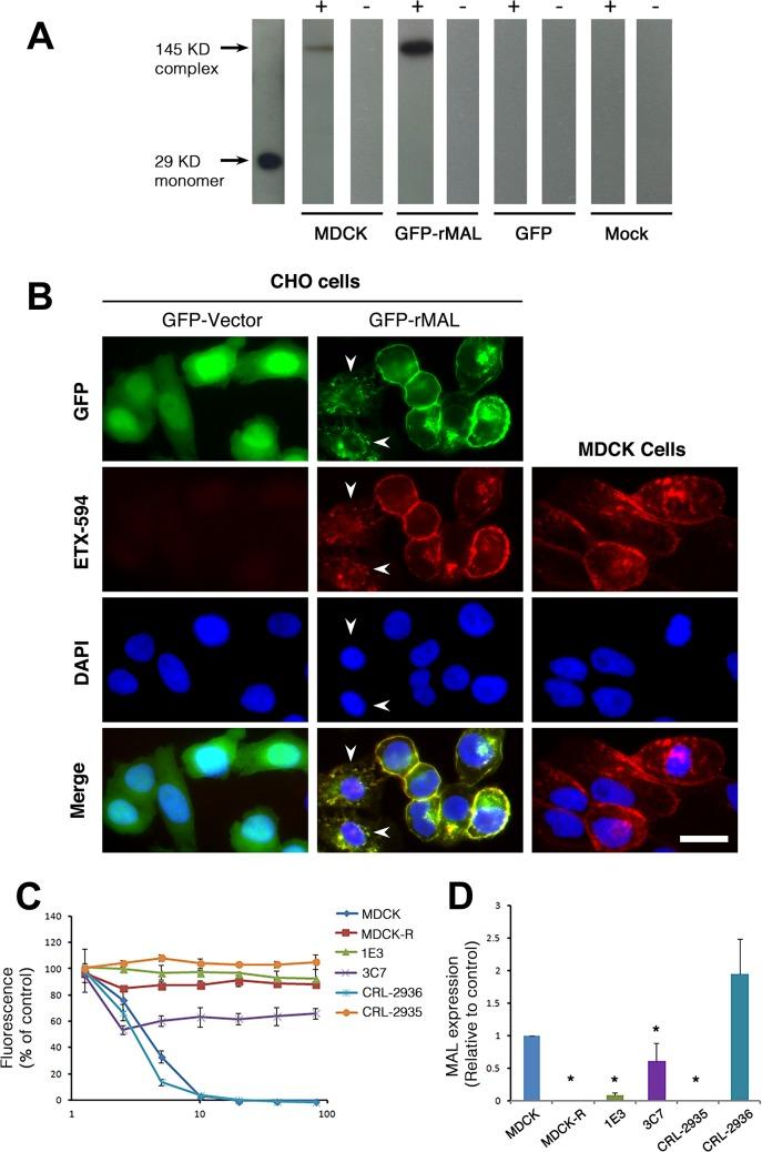https://cdn.ncbi.nlm.nih.gov/pmc/blobs/467f/4439126/b363ee8fb2ec/ppat.1004896.g007.jpg