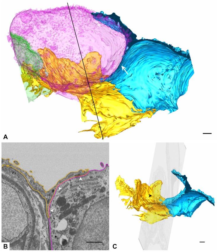 https://cdn.ncbi.nlm.nih.gov/pmc/blobs/467f/7038159/101d9cbd1d96/ijms-21-01089-g010.jpg