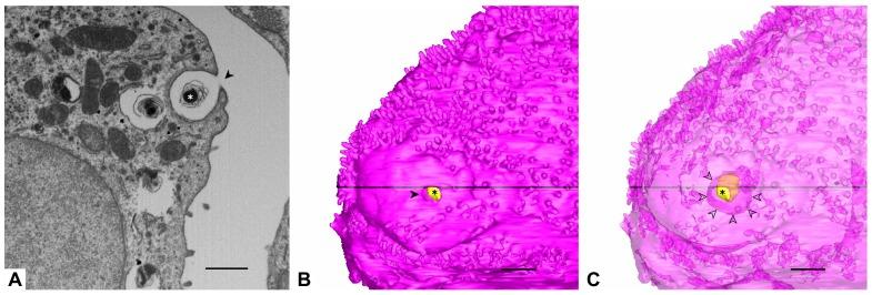 https://cdn.ncbi.nlm.nih.gov/pmc/blobs/467f/7038159/55bbbb948fc2/ijms-21-01089-g002.jpg