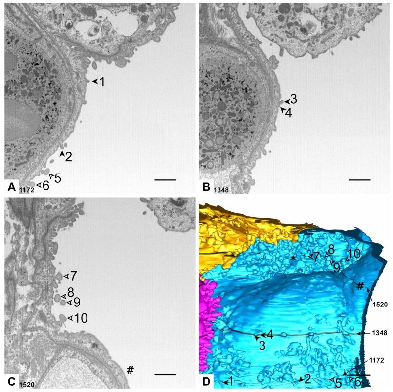 https://cdn.ncbi.nlm.nih.gov/pmc/blobs/467f/7038159/e2109f088c3f/ijms-21-01089-g004.jpg