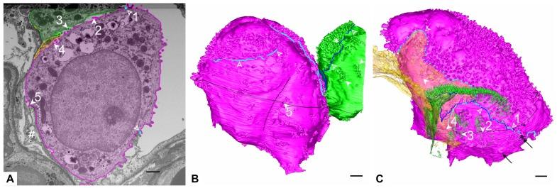 https://cdn.ncbi.nlm.nih.gov/pmc/blobs/467f/7038159/f76ac601a896/ijms-21-01089-g003.jpg