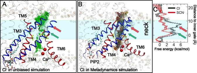 https://cdn.ncbi.nlm.nih.gov/pmc/blobs/4685/7910439/e839e3a259dc/42003_2021_1782_Fig4_HTML.jpg