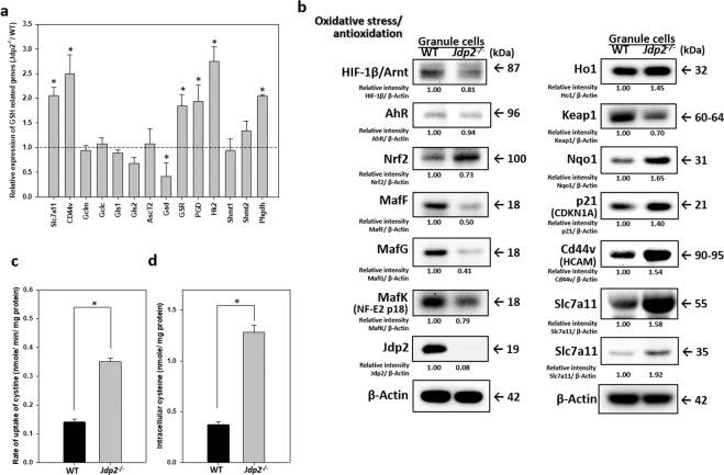 https://cdn.ncbi.nlm.nih.gov/pmc/blobs/4687/7080836/2bdee429acc1/41598_2020_61692_Fig4_HTML.jpg