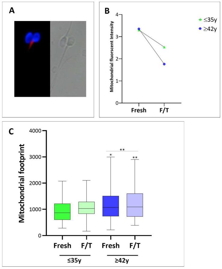 https://cdn.ncbi.nlm.nih.gov/pmc/blobs/4688/11011712/c3141082c423/cells-13-00625-g003.jpg