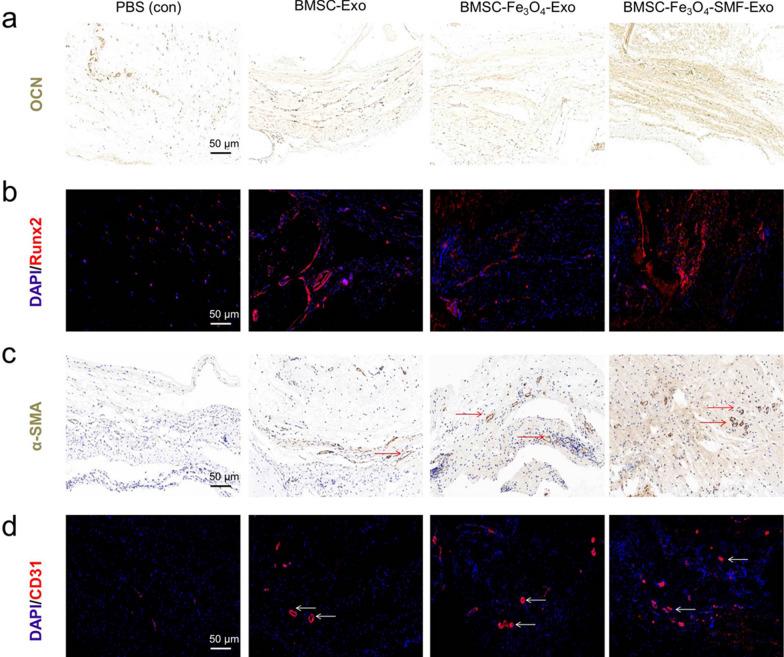 https://cdn.ncbi.nlm.nih.gov/pmc/blobs/468b/8278669/6dc55cc4d74d/12951_2021_958_Fig6_HTML.jpg
