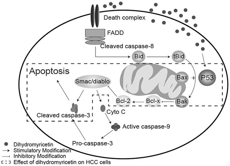 https://cdn.ncbi.nlm.nih.gov/pmc/blobs/468c/4156277/bf29ecdafde3/OL-08-04-1645-g05.jpg
