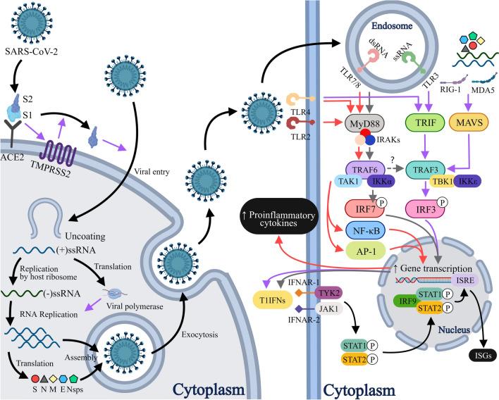 https://cdn.ncbi.nlm.nih.gov/pmc/blobs/468d/11052880/1c3c1d4d92bb/12519_2023_790_Fig2_HTML.jpg