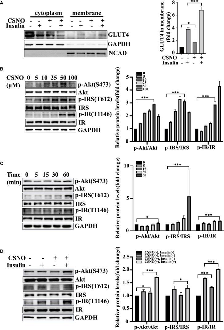https://cdn.ncbi.nlm.nih.gov/pmc/blobs/468f/9602402/29ce4fa9bebc/fendo-13-1011383-g004.jpg