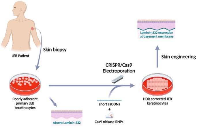 https://cdn.ncbi.nlm.nih.gov/pmc/blobs/4691/11815943/e47886597e80/ga1.jpg