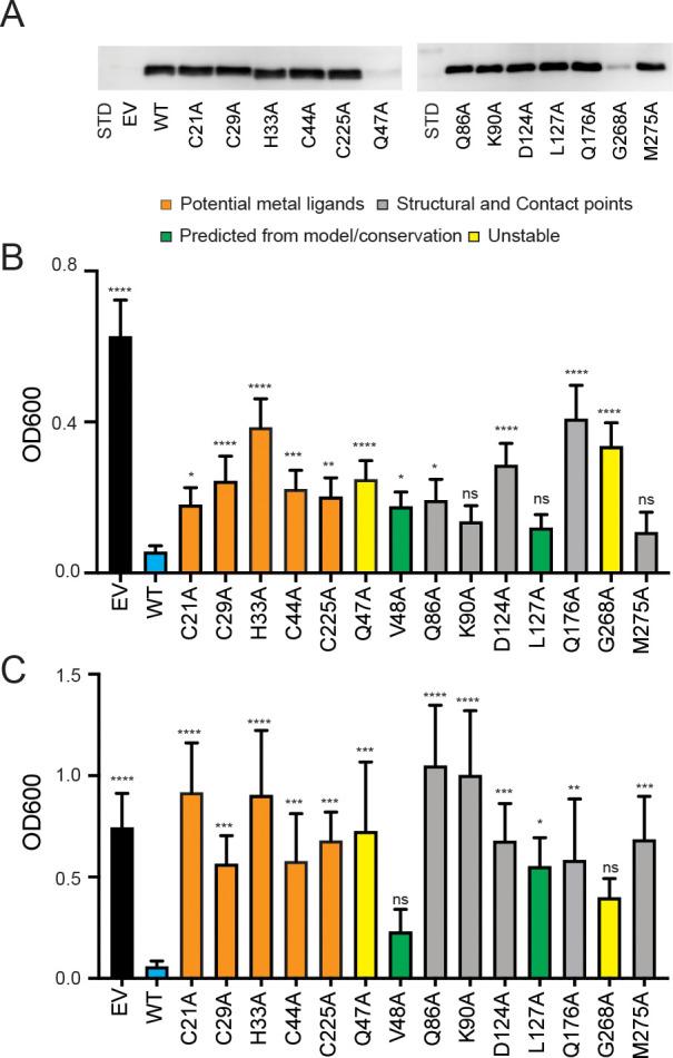 https://cdn.ncbi.nlm.nih.gov/pmc/blobs/4692/7924939/36d82bd8aba0/elife-64690-fig6.jpg