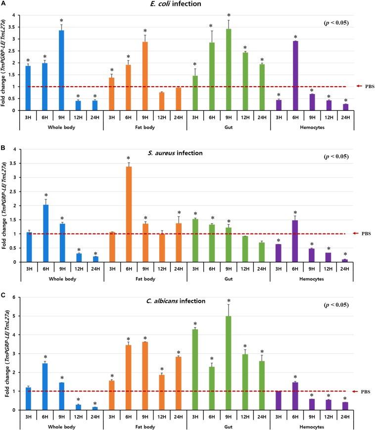 https://cdn.ncbi.nlm.nih.gov/pmc/blobs/469d/7179671/4990c7d4e50e/fphys-11-00320-g002.jpg