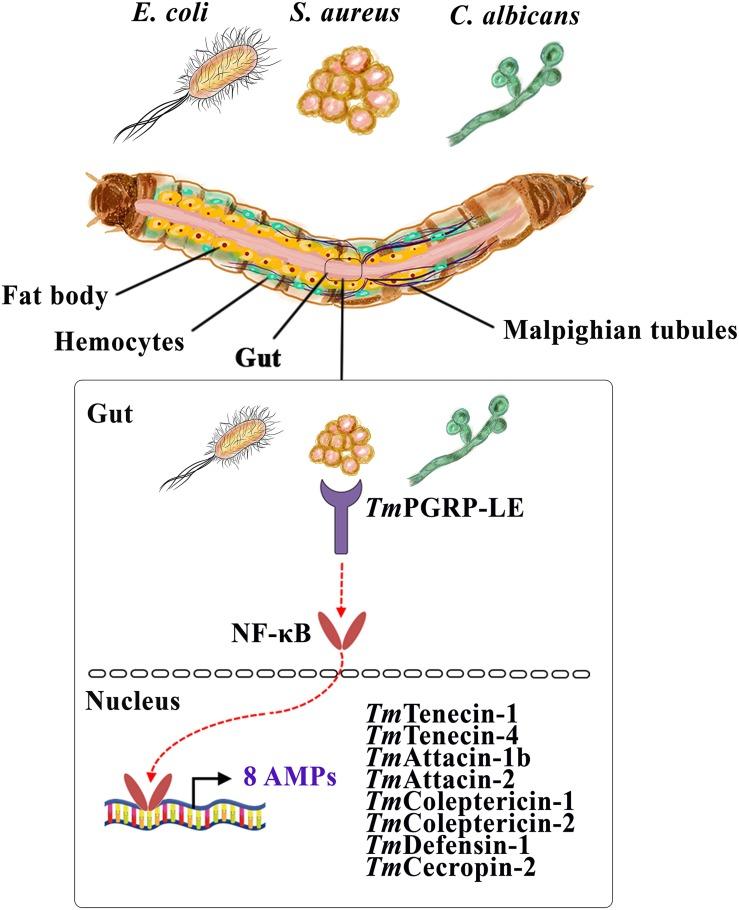 https://cdn.ncbi.nlm.nih.gov/pmc/blobs/469d/7179671/90b8fa07802f/fphys-11-00320-g008.jpg