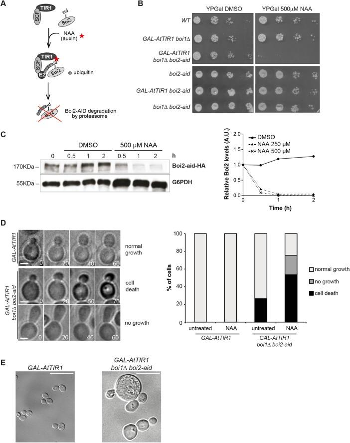 https://cdn.ncbi.nlm.nih.gov/pmc/blobs/46a1/5662264/8863e97676b2/3082fig1.jpg