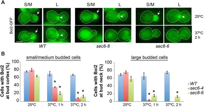 https://cdn.ncbi.nlm.nih.gov/pmc/blobs/46a1/5662264/c5aa70a9b5fd/3082fig5.jpg