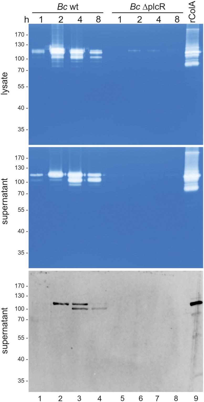 https://cdn.ncbi.nlm.nih.gov/pmc/blobs/46a3/5010206/192b5d75490e/pone.0162433.g005.jpg