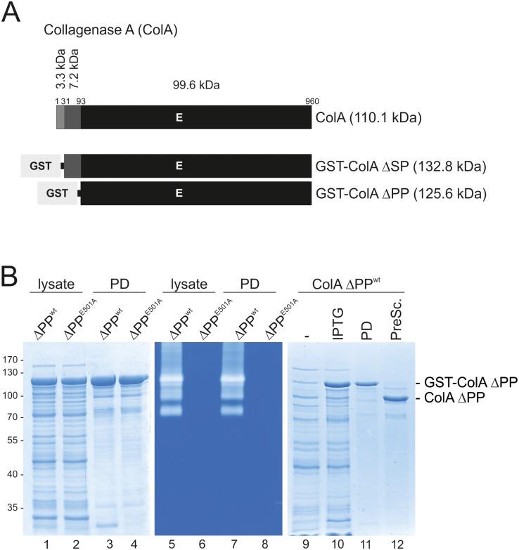 https://cdn.ncbi.nlm.nih.gov/pmc/blobs/46a3/5010206/8de4cc2d9d82/pone.0162433.g002.jpg
