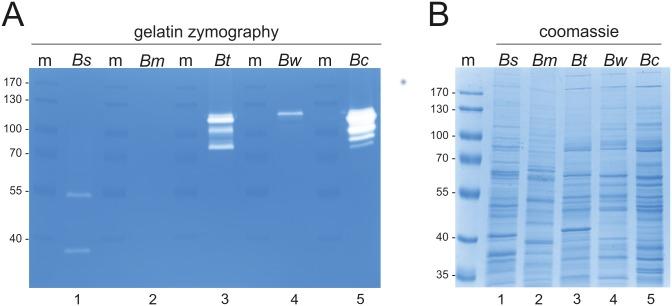 https://cdn.ncbi.nlm.nih.gov/pmc/blobs/46a3/5010206/b586fb89acd3/pone.0162433.g001.jpg