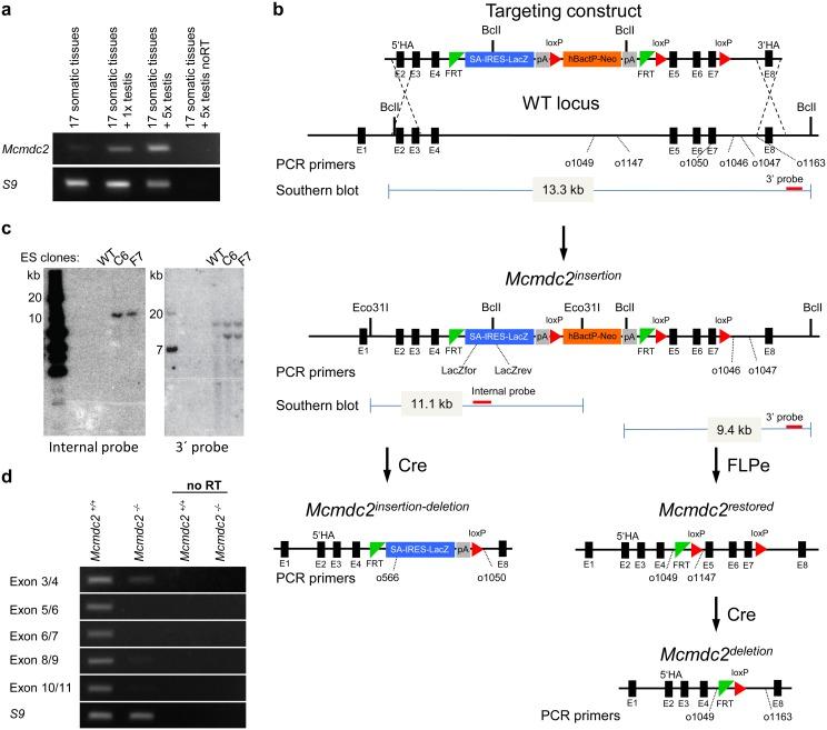 https://cdn.ncbi.nlm.nih.gov/pmc/blobs/46a3/5070785/501c1657ed80/pgen.1006393.g001.jpg