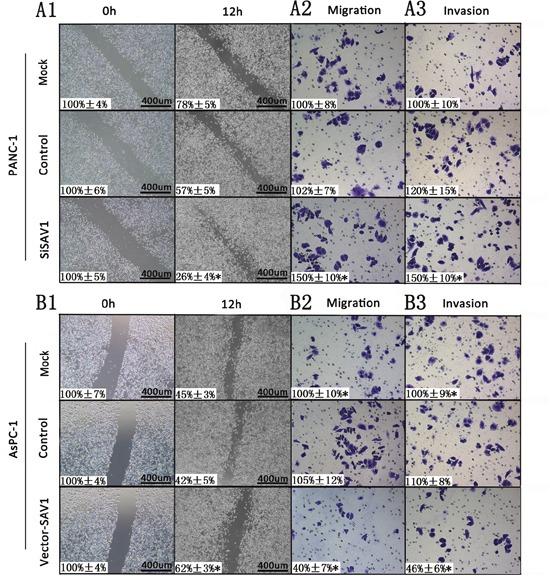 https://cdn.ncbi.nlm.nih.gov/pmc/blobs/46a7/5609894/e4e9fbf8c844/oncotarget-08-62953-g003.jpg