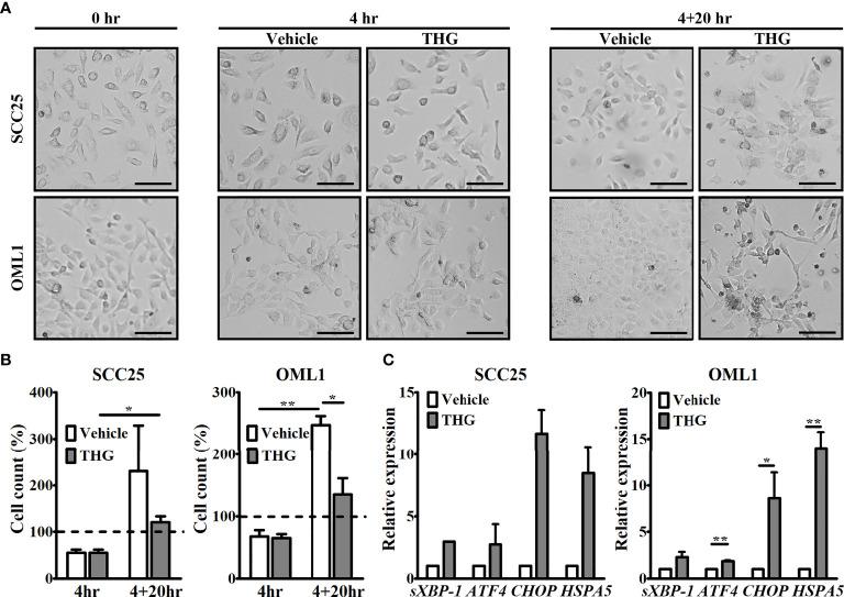 https://cdn.ncbi.nlm.nih.gov/pmc/blobs/46a7/8966035/01c453d0369a/fonc-12-818192-g001.jpg