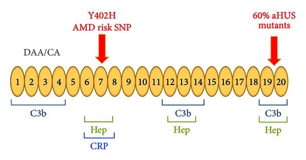 https://cdn.ncbi.nlm.nih.gov/pmc/blobs/46a8/3676958/10cdffef2053/IJI2013-348092.001.jpg