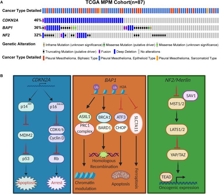 https://cdn.ncbi.nlm.nih.gov/pmc/blobs/46a9/7538645/b25a92bac06a/fonc-10-579464-g001.jpg