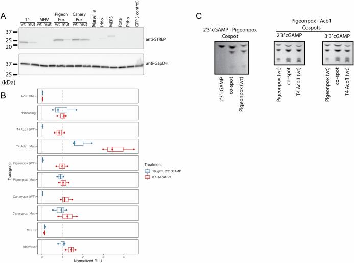 https://cdn.ncbi.nlm.nih.gov/pmc/blobs/46ab/11410667/d633dd381d1c/41586_2024_7809_Fig12_ESM.jpg
