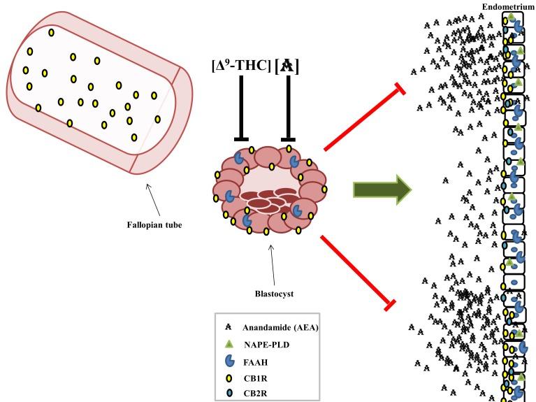 https://cdn.ncbi.nlm.nih.gov/pmc/blobs/46b2/4918871/684928a0f9ca/yjbm_89_2_175_g06.jpg
