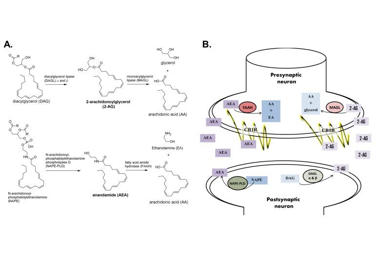 https://cdn.ncbi.nlm.nih.gov/pmc/blobs/46b2/4918871/6c278a17919b/yjbm_89_2_175_g05.jpg