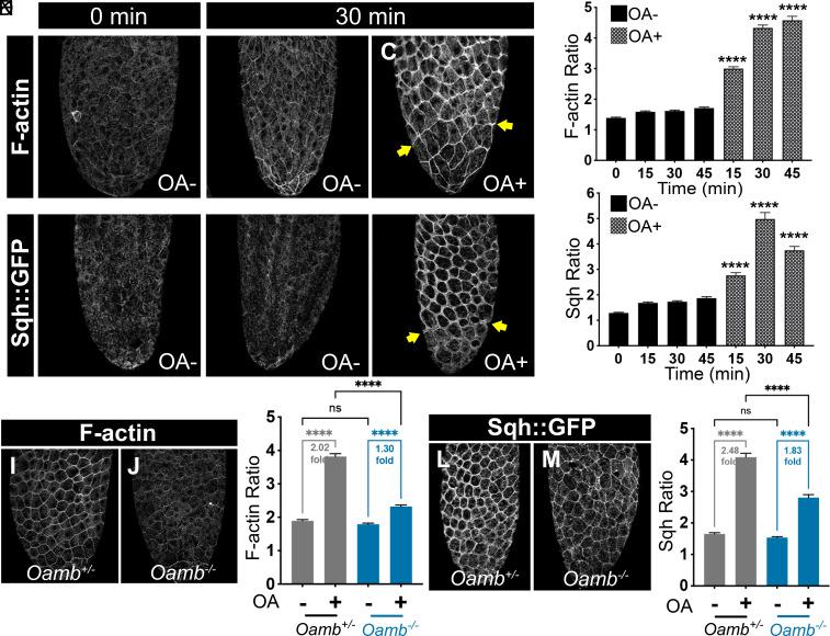 https://cdn.ncbi.nlm.nih.gov/pmc/blobs/46c2/11441566/8eac2fe09ece/pnas.2407083121fig03.jpg