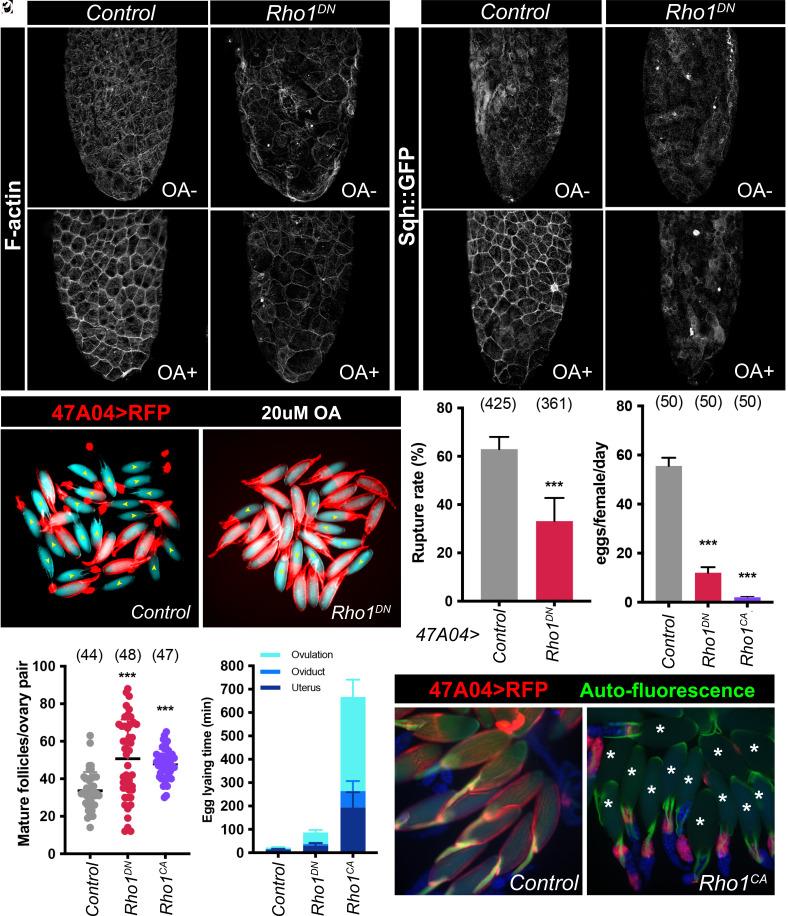 https://cdn.ncbi.nlm.nih.gov/pmc/blobs/46c2/11441566/c60df87dd1da/pnas.2407083121fig06.jpg