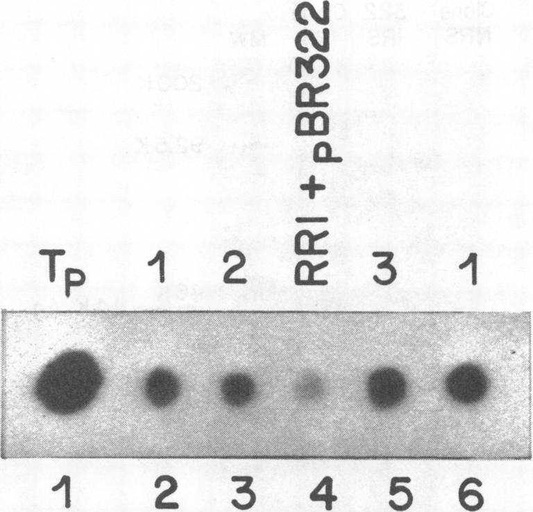 https://cdn.ncbi.nlm.nih.gov/pmc/blobs/46c2/264449/bd6e1438607c/iai00134-0015-a.jpg