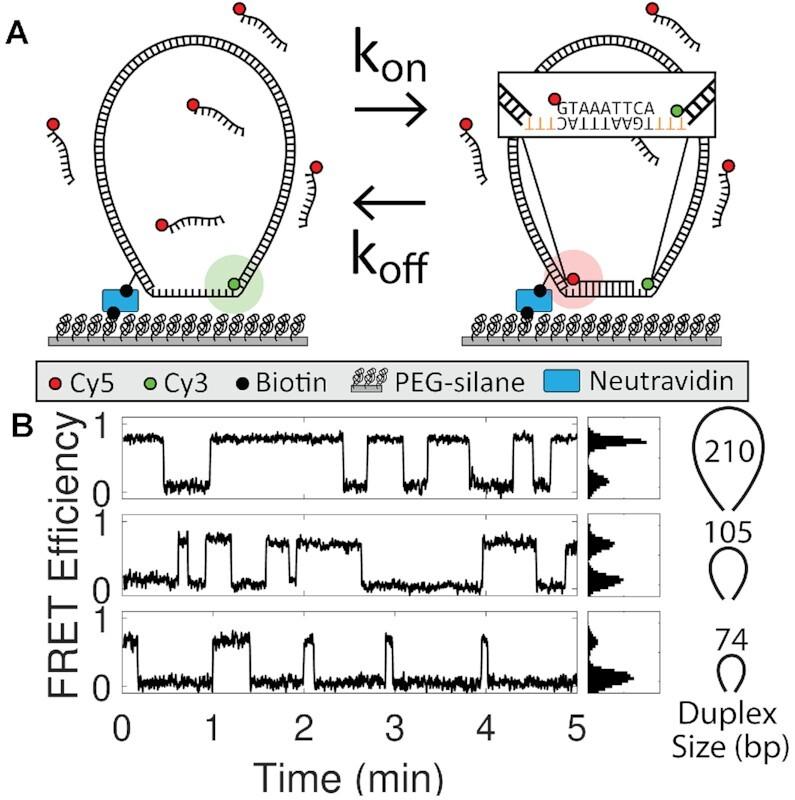 https://cdn.ncbi.nlm.nih.gov/pmc/blobs/46c5/10123125/e4dee1df67cc/gkad118fig2.jpg