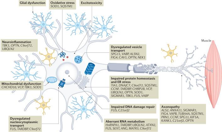 https://cdn.ncbi.nlm.nih.gov/pmc/blobs/46c7/9768794/7a7d31f36e82/41573_2022_612_Fig1_HTML.jpg