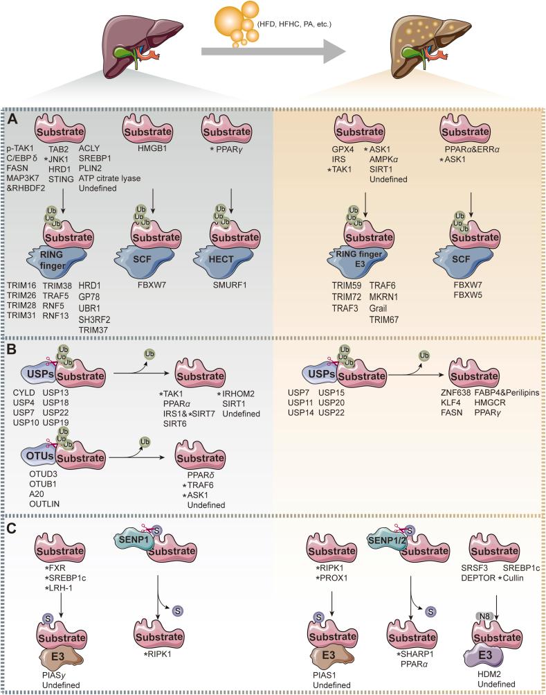 https://cdn.ncbi.nlm.nih.gov/pmc/blobs/46c9/12069246/e8c563b375a9/gr2.jpg
