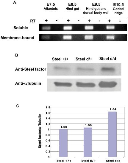 https://cdn.ncbi.nlm.nih.gov/pmc/blobs/46c9/3188585/5d5cec5b00f2/pone.0025984.g001.jpg