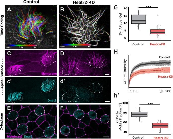 https://cdn.ncbi.nlm.nih.gov/pmc/blobs/46c9/6349401/7b8186f579c5/elife-38497-fig8.jpg