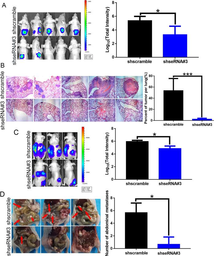 https://cdn.ncbi.nlm.nih.gov/pmc/blobs/46ca/9035166/6eb6f7b94684/41419_2022_4846_Fig7_HTML.jpg