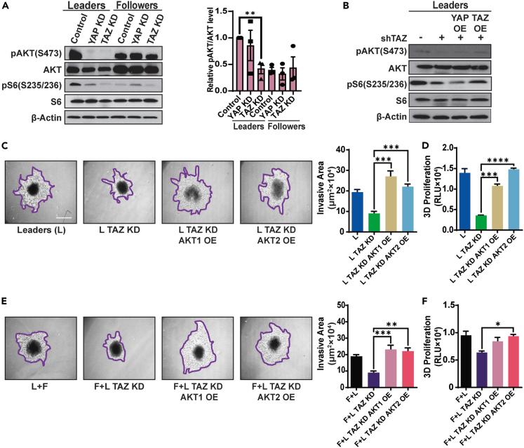 https://cdn.ncbi.nlm.nih.gov/pmc/blobs/46cb/11544388/2228fdd637d5/gr4.jpg