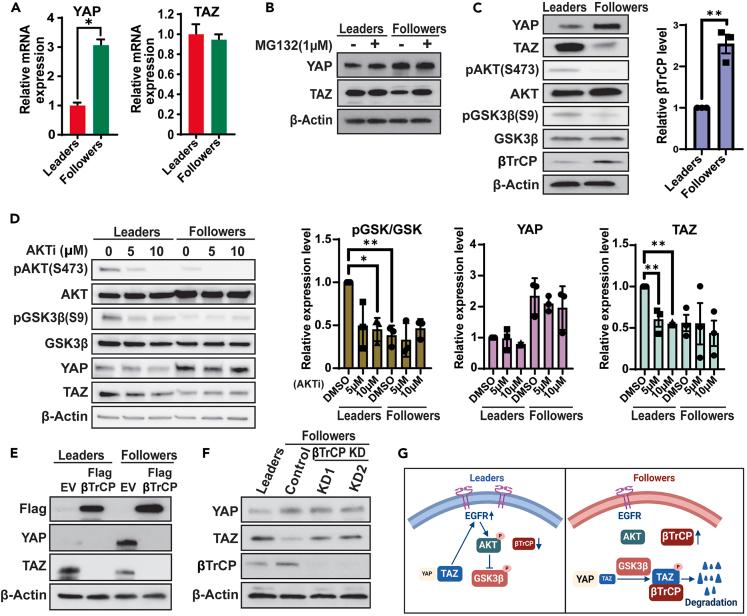 https://cdn.ncbi.nlm.nih.gov/pmc/blobs/46cb/11544388/6b6236257e61/gr5.jpg