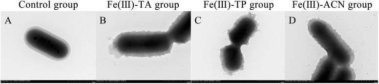 https://cdn.ncbi.nlm.nih.gov/pmc/blobs/46cc/12248584/c409fd307fe9/foods-14-02277-g001.jpg