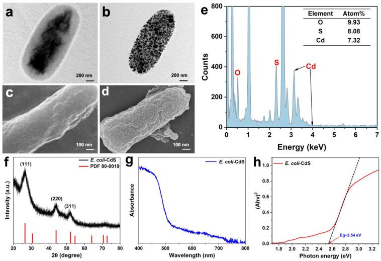 https://cdn.ncbi.nlm.nih.gov/pmc/blobs/46cd/10970202/4d5b516a6304/ijms-25-03085-g001.jpg