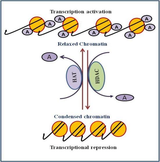 https://cdn.ncbi.nlm.nih.gov/pmc/blobs/46d0/7194116/1c78b852346f/fphar-11-00537-g001.jpg