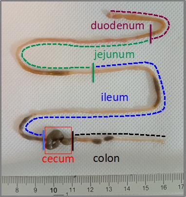 https://cdn.ncbi.nlm.nih.gov/pmc/blobs/46d1/12089825/f2cd065b9ca3/BioProtoc-15-9-5307-g001.jpg